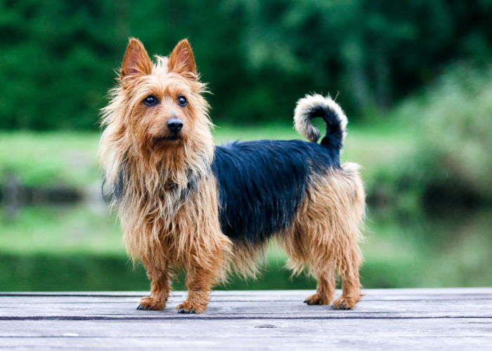 Australian Terrier as terrier dog breeds