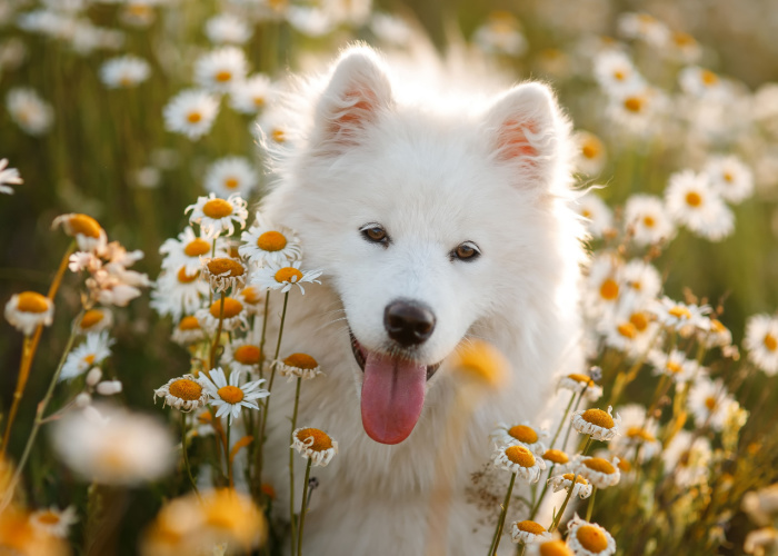 Beautiful Samoyed Dog