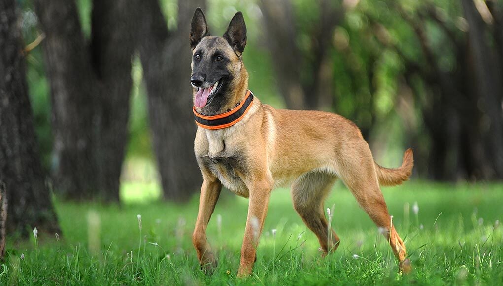 Belgian Malinois Dog Breed Profile Featured Image