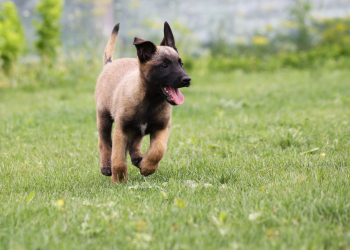 Belgian Malinois Puppy