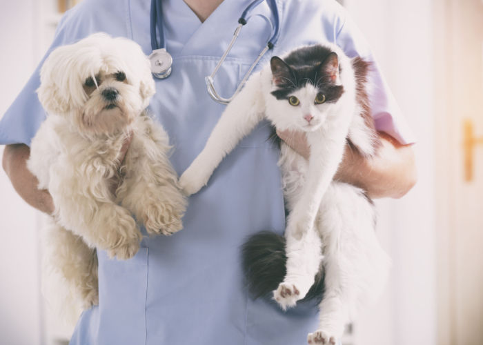 Best Animal Hospital in Kansas