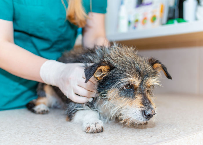 Best Animal Hospitals in Louisiana