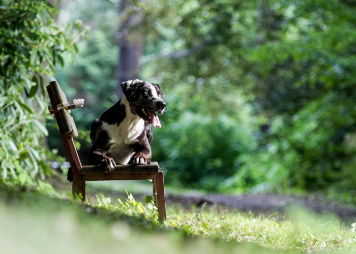 dog supplies to bring at the dog park