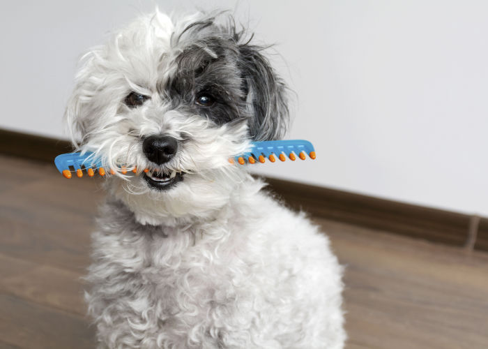 Best Pet Groomers in Kansas