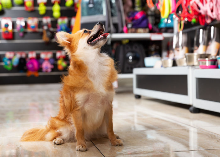 Best Pet Stores in Louisiana