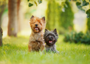 Cairn-terriers-on-grass