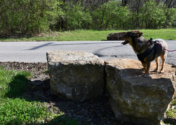 Dog In Kansas City