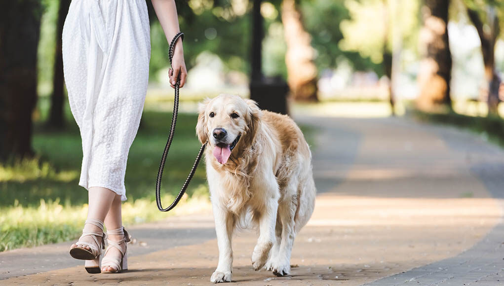 Dog Walking vs Pet Sitting Featured Image