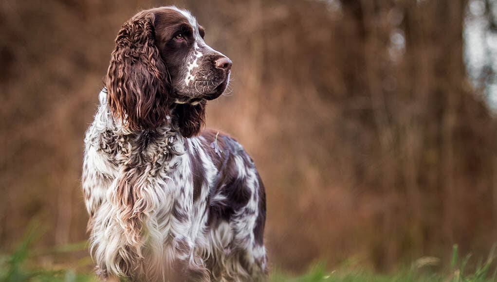 English Springer Spaniel Featured Image