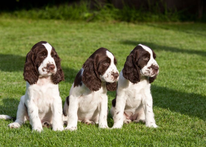 English Springer Spaniel Puppies