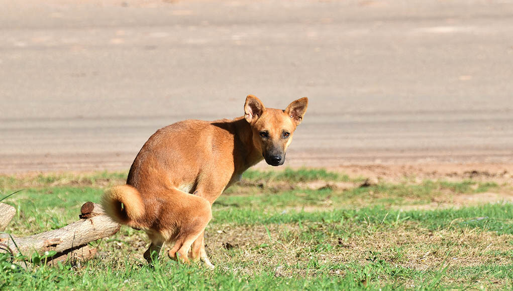 Foamy Dog Poop Featured Image