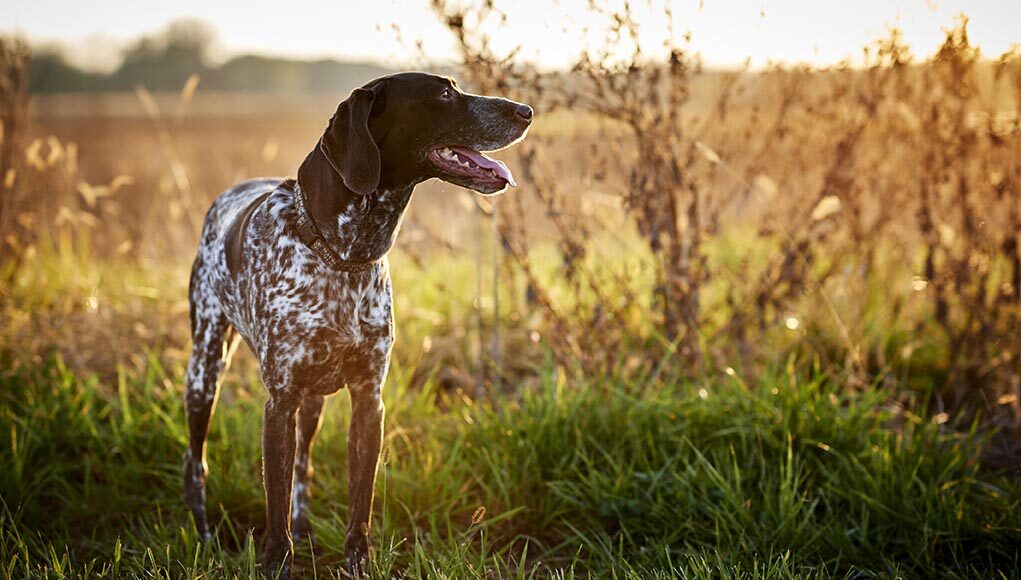 Kansas Pet Stores Featured Image