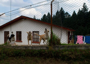 Lean-in fences can prevent dogs from escaping