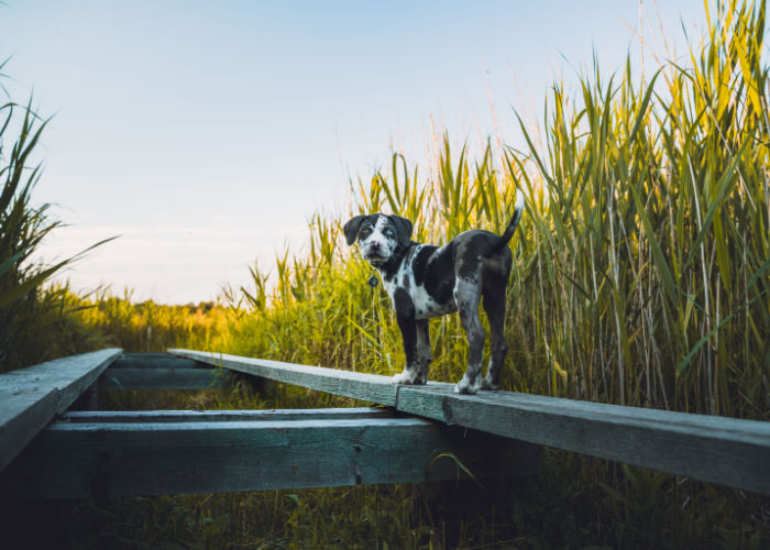 Louisiana Dog