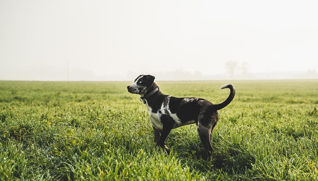 Louisiana Pet Stores Featured Image