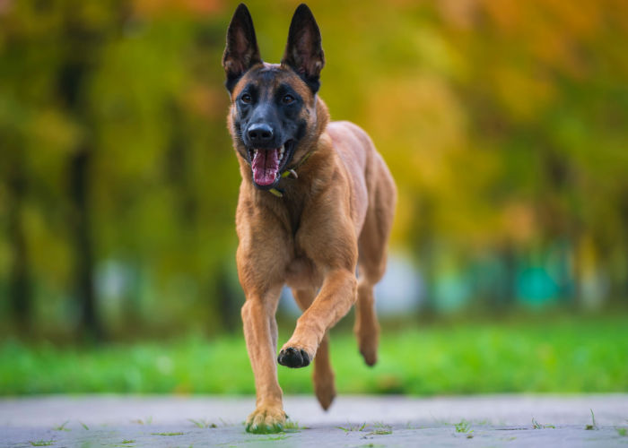 Malinois Dog Breed