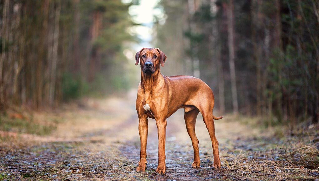 Rhodesian Ridgeback Featured Image