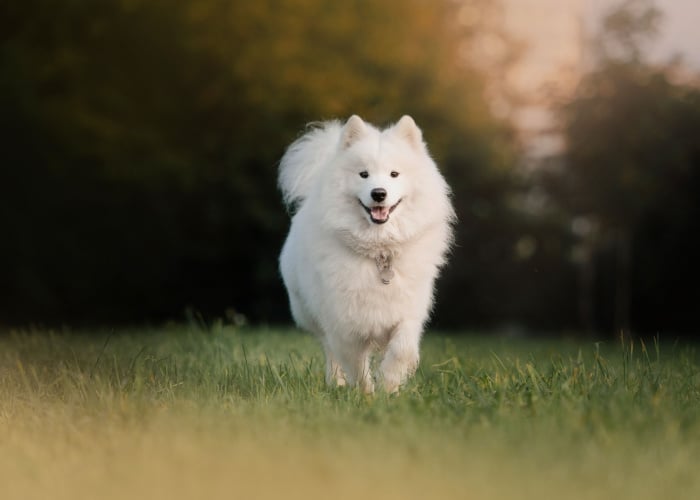 Samoyed Breed Profile