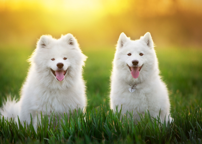 Samoyed Couple