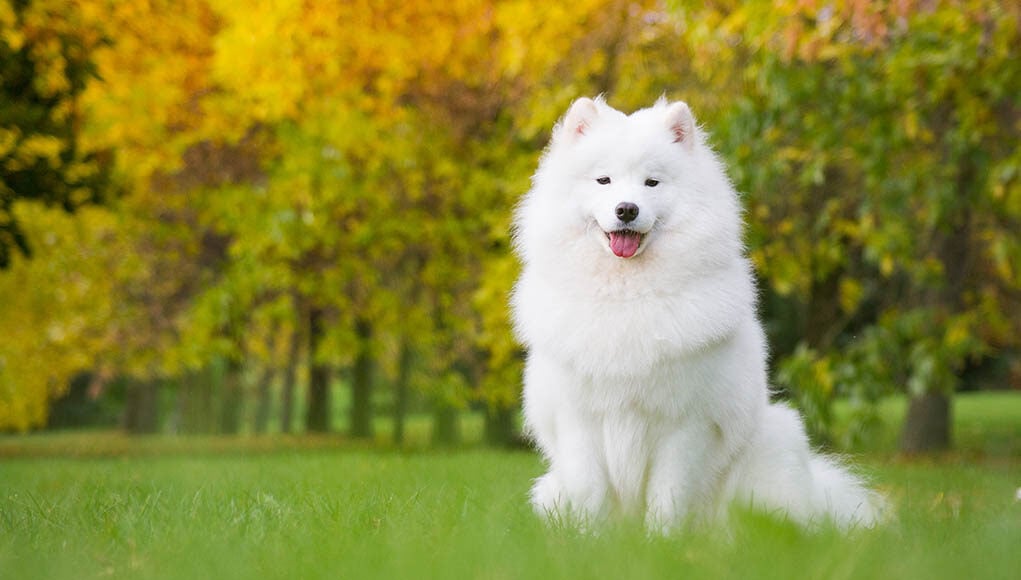 Samoyed dog breed profile featured