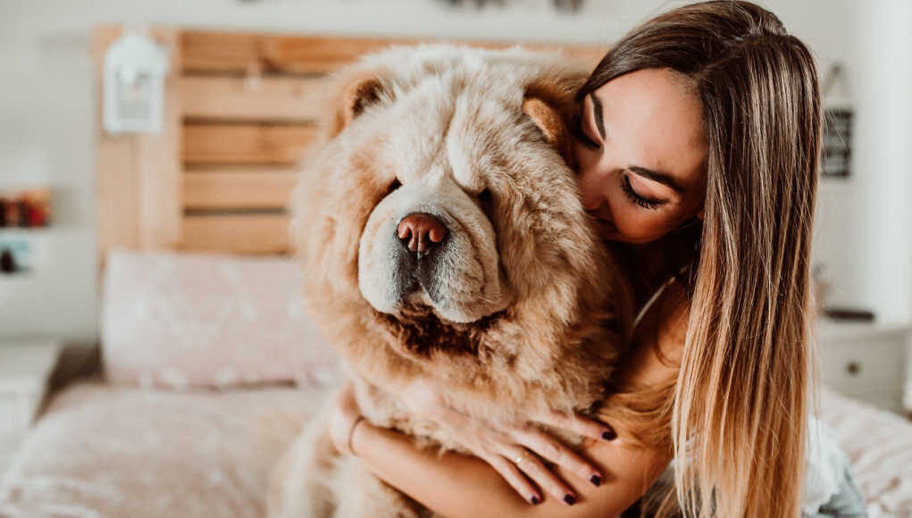 Teddy Bear Dogs