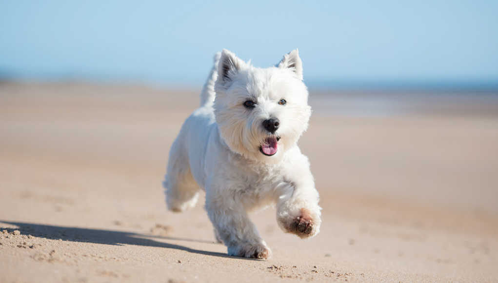 West Highland White Terrier Dog Breed Profile