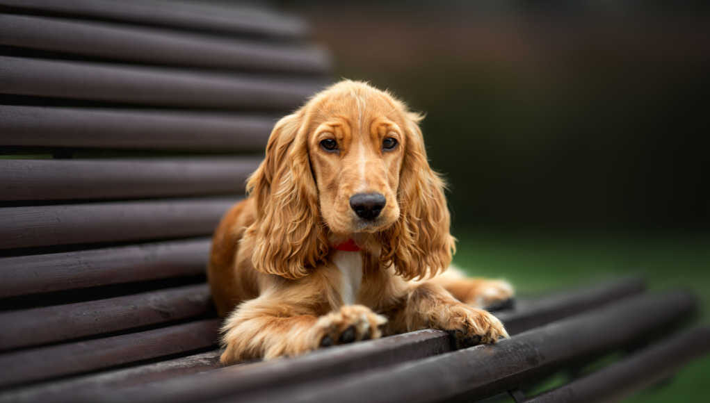 English Cocker Spaniel Dog Breed Profile