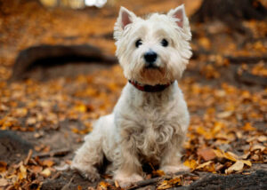 west highland terrier