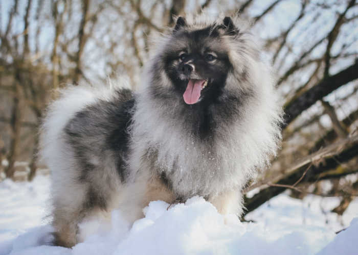 Keeshond dog breed