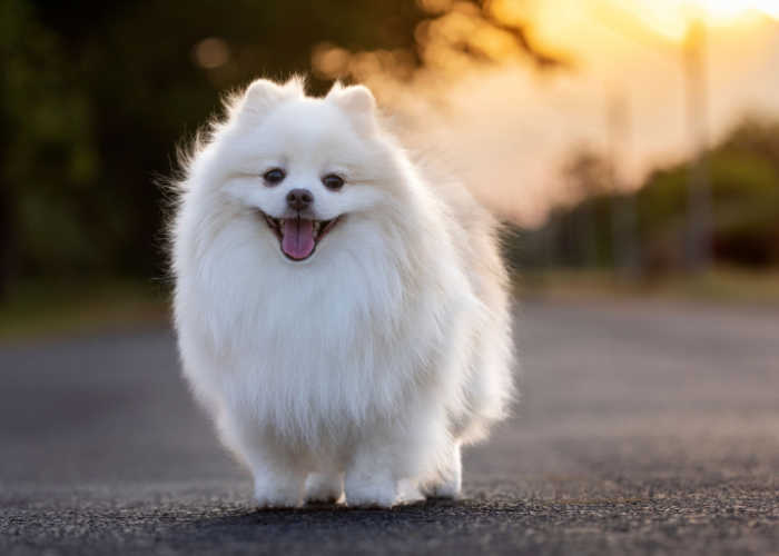 Japanese Spitz dog breed