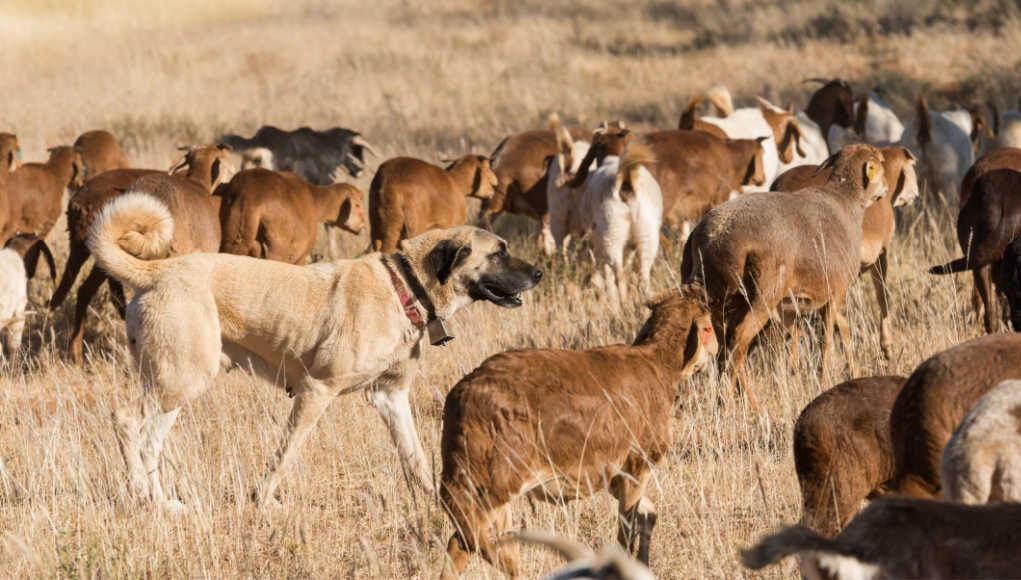 Pastoral Dog Breeds