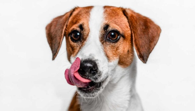 best dog food for mixed-breed dogs