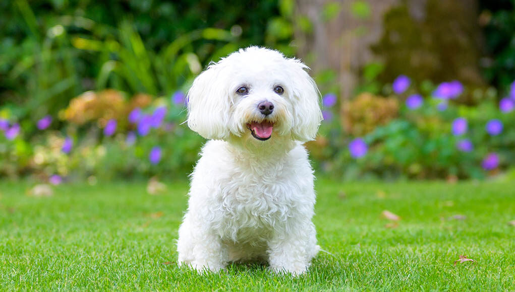 Toy Dog Breeds Featured Image