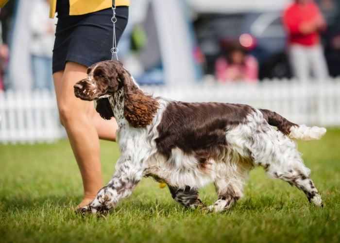 Training a English Springer Spaniel