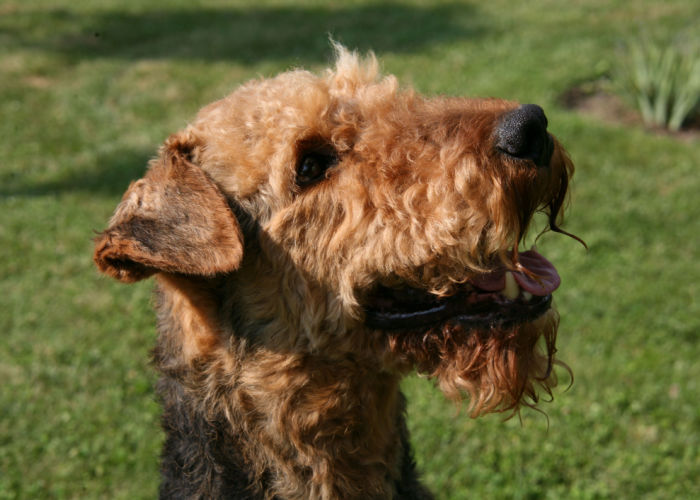 airedale terrier physical traits