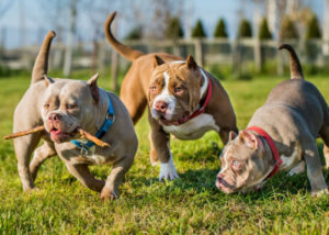 american-bulldog-non-sporting-dog-breed-groups