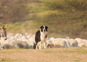 border-collie-herding-sheeps