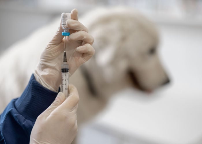 choose pet insurance that covers vaccinations