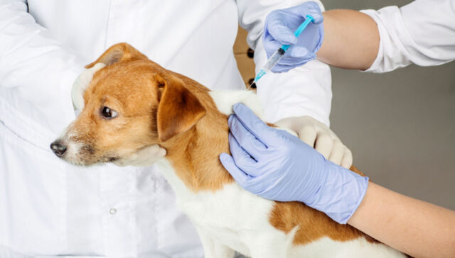 does pet insurance cover vaccinations