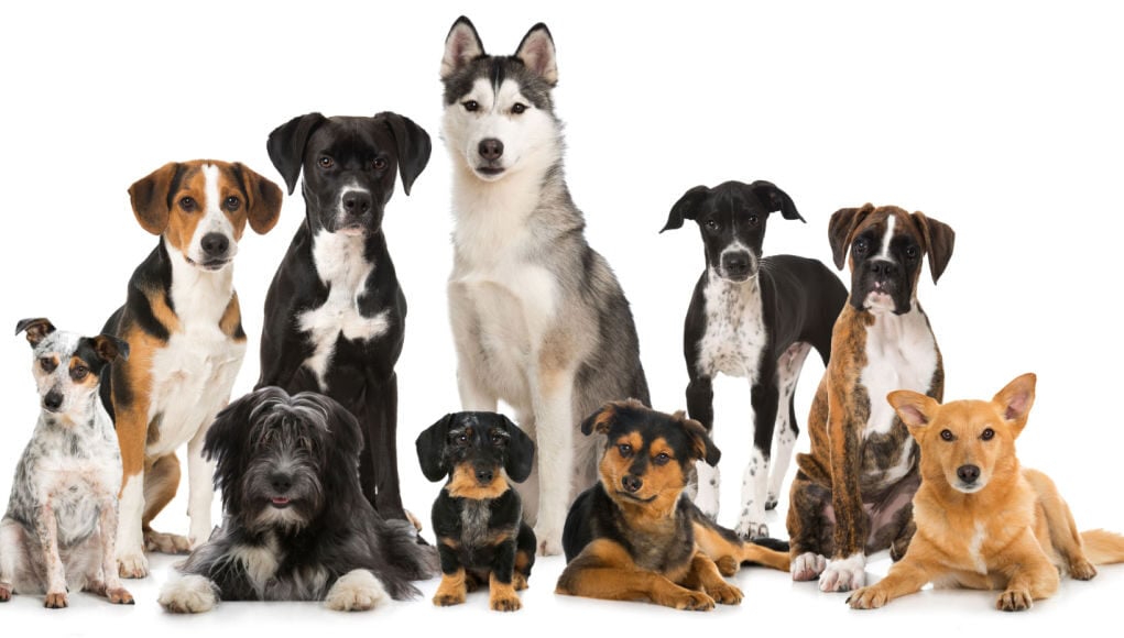 dog-breed-groups-featured-image