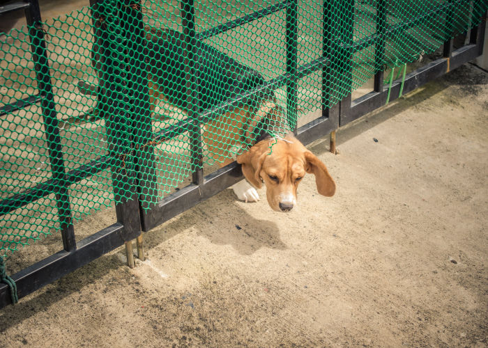 dog escape artist