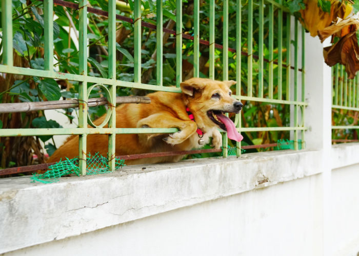 dog escaping through gate