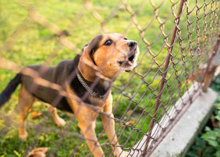 Fence as solution to dog escaping problems