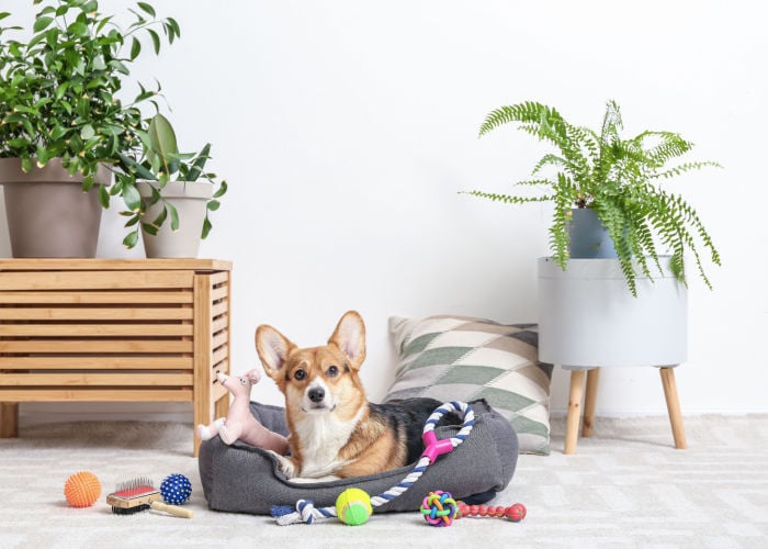 Corgi on a pet bed with dog toys around