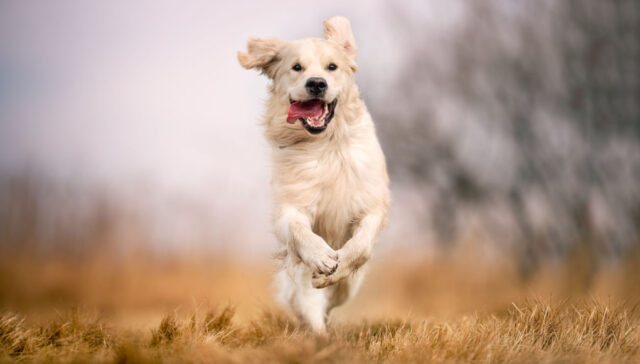 dog zoomies explained - featured image