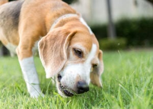 eating grass can cause green dog poop