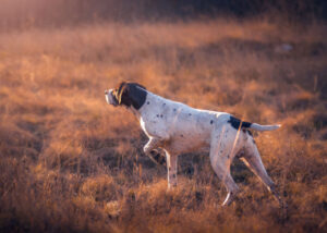 german-shorthaired-pointer-pose-while-hunting