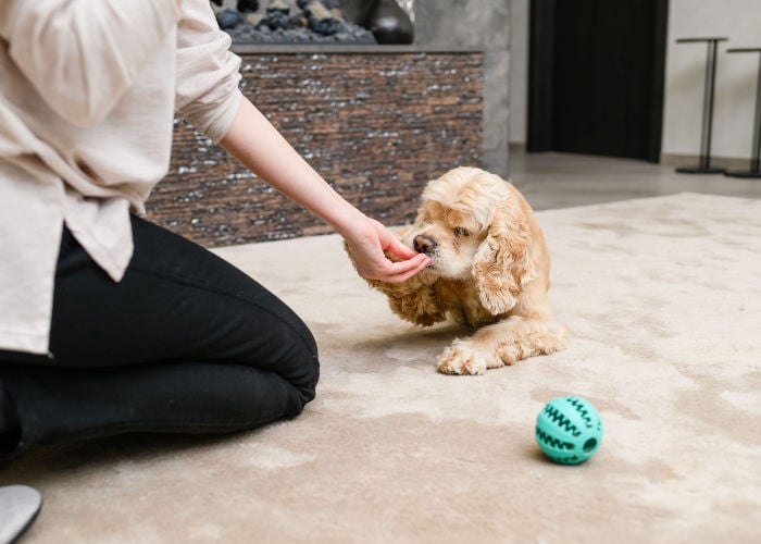 giving-treats-and-toys-to-behaved-dog