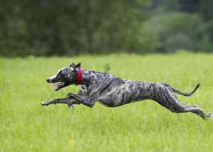 greyhound-leaping-into-action