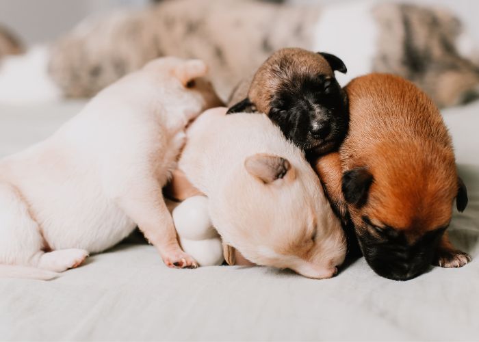 Puppy litter huddled and sleeping